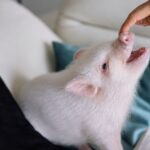 Private Room Micro Pig Cafe with Piglet Interaction and Snack Feeding Experience (Tokyo, Kichijoji) - Feeding is a small treat, not lunch