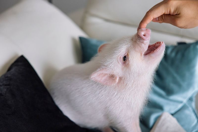 Private Room Micro Pig Cafe with Piglet Interaction and Snack Feeding Experience (Tokyo, Kichijoji) - Feeding is a small treat, not lunch
