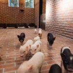 Private Room Micro Pig Cafe with Piglet Interaction and Treat Feeding Experience (Yokohama) - The best part may come after the carrots