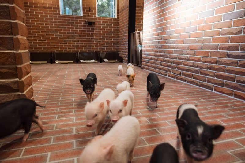 Private Room Micro Pig Cafe with Piglet Interaction and Treat Feeding Experience (Yokohama) - The best part may come after the carrots