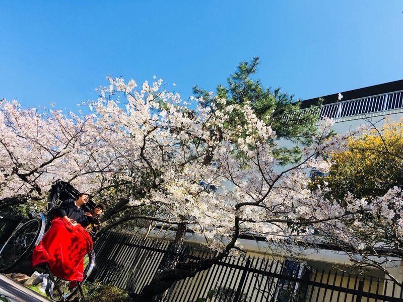 Rickshaw Experience in Kamakura - The 60-minute route adds room to explore