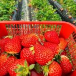 Saga: Yutoku Inari Shrine & Takeo Onsen & Ouo Shrine Strawberry Picking Day Trip (Lunch Included) - Picking strawberries in a Saga greenhouse