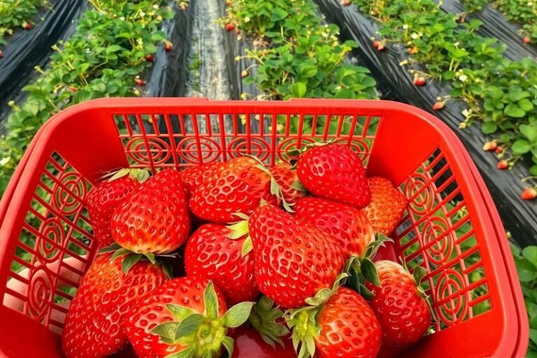 Saga: Yutoku Inari Shrine & Takeo Onsen & Ouo Shrine Strawberry Picking Day Trip (Lunch Included) - Picking strawberries in a Saga greenhouse