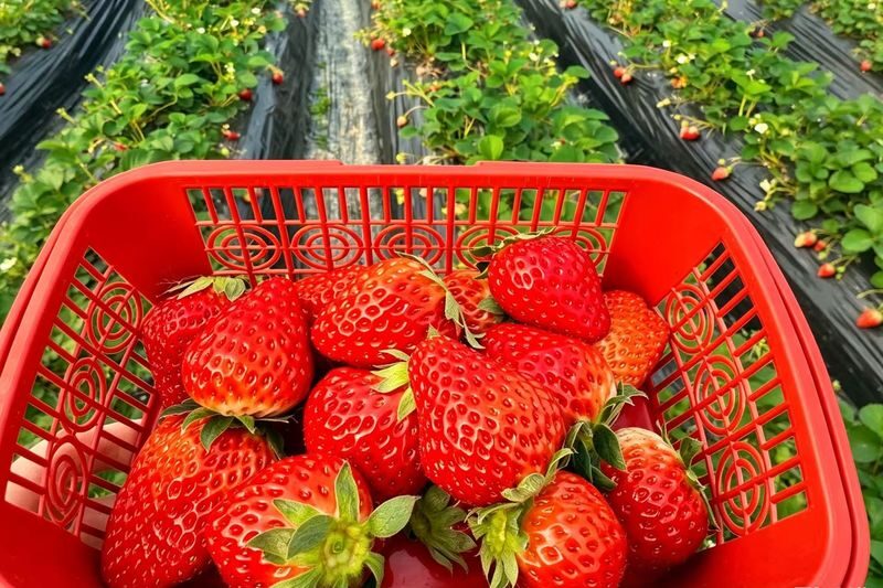 Saga: Yutoku Inari Shrine & Takeo Onsen & Ouo Shrine Strawberry Picking Day Trip (Lunch Included) - Picking strawberries in a Saga greenhouse
