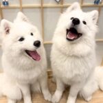 Samoyed in Harajuku: The Fluffiest Spot on Takeshita Street Play Now - How the 30 minutes usually unfold