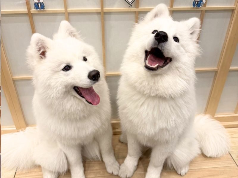 Samoyed in Harajuku: The Fluffiest Spot on Takeshita Street Play Now - How the 30 minutes usually unfold