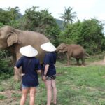 Samui Elephant Home Half Day Caring Experience - Preparing food and feeding the elephants