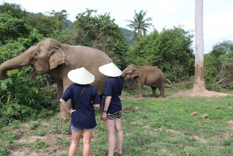 Samui Elephant Home Half Day Caring Experience - Preparing food and feeding the elephants
