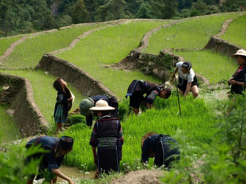 Sapa Ham Rong Mountain & Cat Cat Village Multi-Day Guided Tour - Lunch, check-in and your first village visit