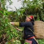 Sapa Red Dao Village Half-Day Guided Hike & Herbal Foot Bath - Learning to read the plants along the trail
