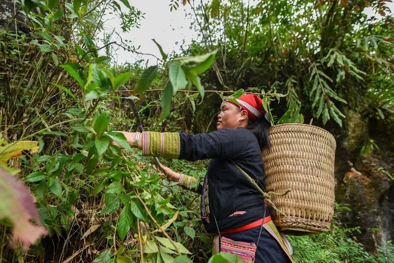 Sapa Red Dao Village Half-Day Guided Hike & Herbal Foot Bath - Learning to read the plants along the trail