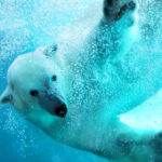 Sapporo Asahiyama Zoo & Forest Elf Terrace Winter Tour - What the Asahiyama Zoo and Ningle pairing offers