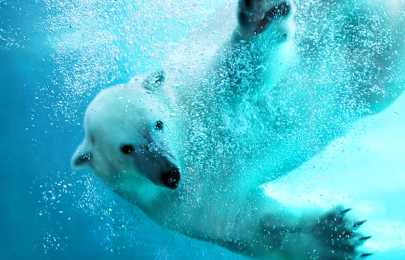 Sapporo Asahiyama Zoo & Forest Elf Terrace Winter Tour - What the Asahiyama Zoo and Ningle pairing offers