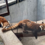 Sapporo Asahiyama Zoo Full-Day Sightseeing Bus Tour - Starting near Sapporo Station