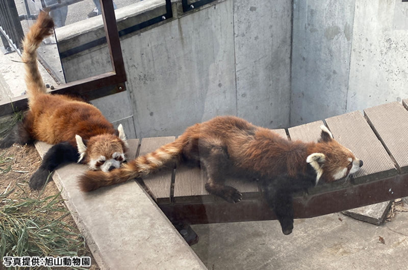 Sapporo Asahiyama Zoo Full-Day Sightseeing Bus Tour - Starting near Sapporo Station
