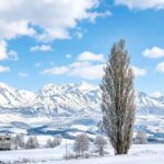 Sapporo Asahiyama Zoo & Shikisai no Oka Winter Tour - Asahiyama Zoo: a lively visit with limited time