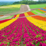 Sapporo Biei Blue Pond & Shikisai no Oka Full-Day Flower Tour - Shikisai-no-Oka makes this a flower-focused outing