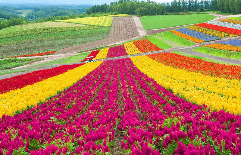 Sapporo Biei Blue Pond & Shikisai no Oka Full-Day Flower Tour - Shikisai-no-Oka makes this a flower-focused outing