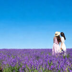 Sapporo Biei & Furano Private Full-Day Tour - Biei and Furano: what the combined route means