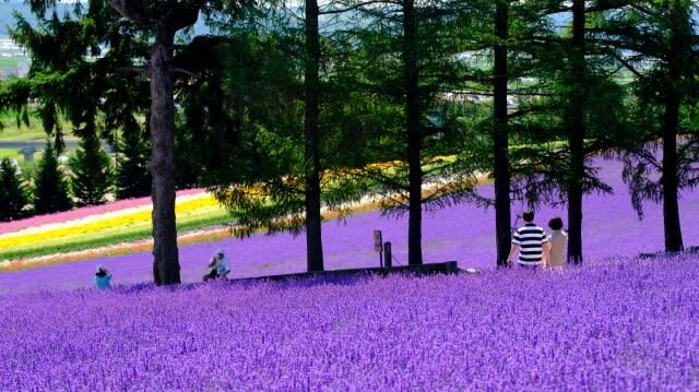 Sapporo Farm Tomita & Blue Pond Full-Day Tour - Farm Tomita and Furano’s brief lavender season
