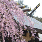 Sapporo Full-Day City Highlights Experience with Shopping - The Hill of the Buddha: striking, but season-sensitive