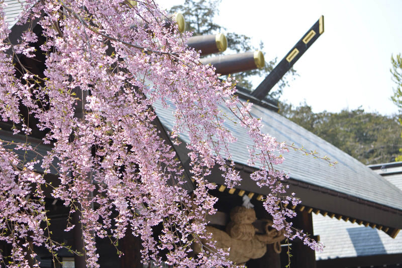 Sapporo Full-Day City Highlights Experience with Shopping - The Hill of the Buddha: striking, but season-sensitive