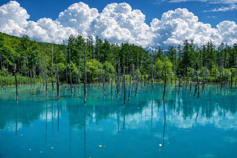 Sapporo Full-Day Furano & Biei Lavender Experience - Furano’s flower fields reward a slow look