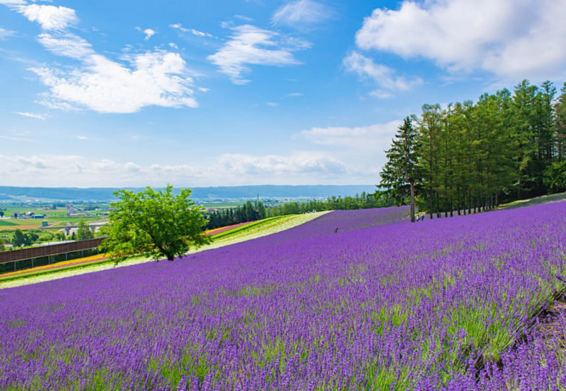 Sapporo Full-Day Shikisai No Oka & Ningle Terrace Experience with Flower Fields - Shikisai no Oka: the flower-field centerpiece