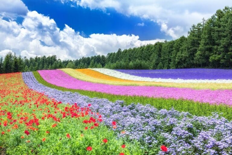 Sapporo Furano & Biei Day Trip with Flower Fields - Shikisai-no-Oka and the wider view