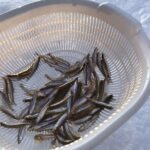 Sapporo Half-Day Smelt Fishing Experience with Transfers - Getting from Sapporo to the tent