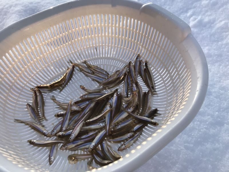 Sapporo Half-Day Smelt Fishing Experience with Transfers - Getting from Sapporo to the tent