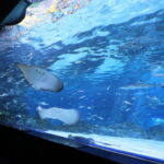 SEA LIFE COEX Seoul Aquarium Ticket - Following the route from freshwater to the sea