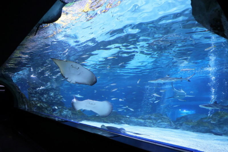 SEA LIFE COEX Seoul Aquarium Ticket - Following the route from freshwater to the sea