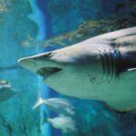 SEA LIFE Melbourne Aquarium Shark Dive Xtreme Experience - What the 2.5 to 3 hours involve