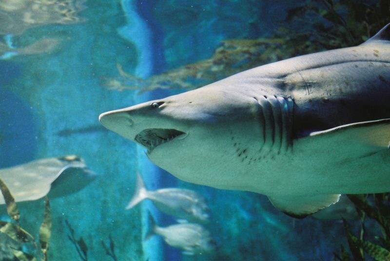 SEA LIFE Melbourne Aquarium Shark Dive Xtreme Experience - What the 2.5 to 3 hours involve