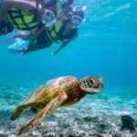 Sea Turtles & Clownfish Snorkeling Experience in Miyako Island - From the Hirara meeting point to the water
