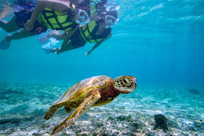 Sea Turtles & Clownfish Snorkeling Experience in Miyako Island - From the Hirara meeting point to the water