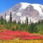 Seattle Mount Rainier National Park Full-Day Tour - Paradise gives you your main stretch of trail time