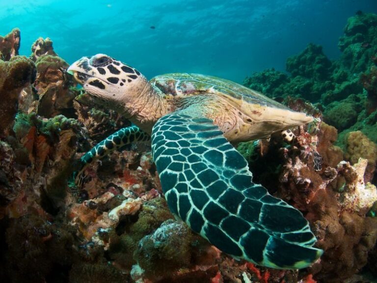 Semporna’s Marine Magic: Full-Day Dive Trip with PADI 5* Dive Center