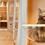Sen Rich Cat Hotel - Cat Hotel Services | Prince Edward - What the stay includes