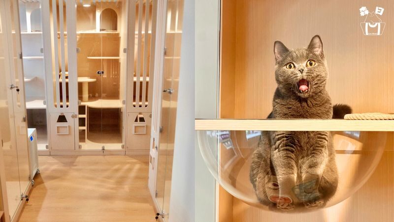 Sen Rich Cat Hotel - Cat Hotel Services | Prince Edward - What the stay includes