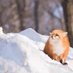 Sendai | Cherry Blossom Season Limited Private Chartered Day Tour | Customizable Itinerary - Ogawara blossoms and Zao Fox Village