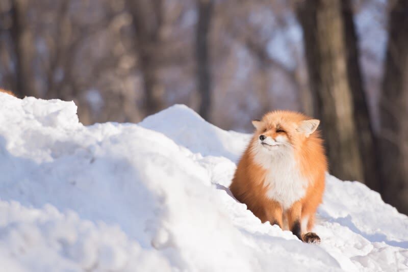 Sendai | Cherry Blossom Season Limited Private Chartered Day Tour | Customizable Itinerary - Ogawara blossoms and Zao Fox Village