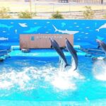 Sendai Umino-Mori Aquarium Ticket - Penguins, feeding times, and hands-on moments