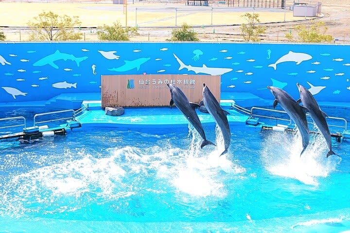 Sendai Umino-Mori Aquarium Ticket - Penguins, feeding times, and hands-on moments