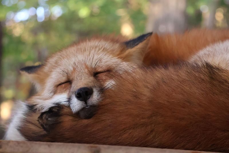 Sendai Zao Fox Village & Ginzan Onsen Full-Day Tour - Zao Fox Village: close encounters, with a seasonal catch