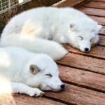 Sendai | Zao Okama Crater, Fox Village, and Ginzan Onsen Private Chartered Day Tour | Customizable Itinerary - Fox Village, a memorable stop with rules