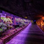 Seoul Hwadam Forest & Yeoju Ludencia Full-Day Tour - Hwadam Forest rewards an unhurried walk