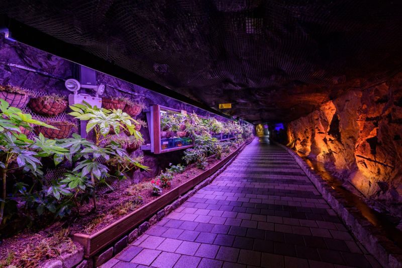 Seoul Hwadam Forest & Yeoju Ludencia Full-Day Tour - Hwadam Forest rewards an unhurried walk