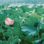 Shanghai to Hangzhou: West Lake & Tea Plantation Day Tour with Lunch - Liuhe Pagoda and a change of pace
